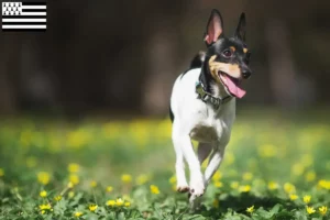 Read more about the article American Toy Terrier breeders and puppies in Brittany