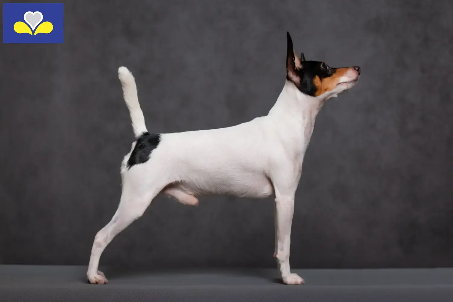 Read more about the article American Toy Terrier breeders and puppies in Brussels-Capital Region