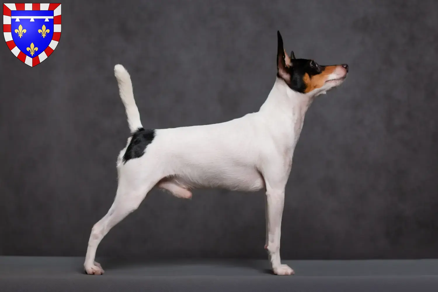 Read more about the article American Toy Terrier breeders and puppies in Centre-Val de Loire