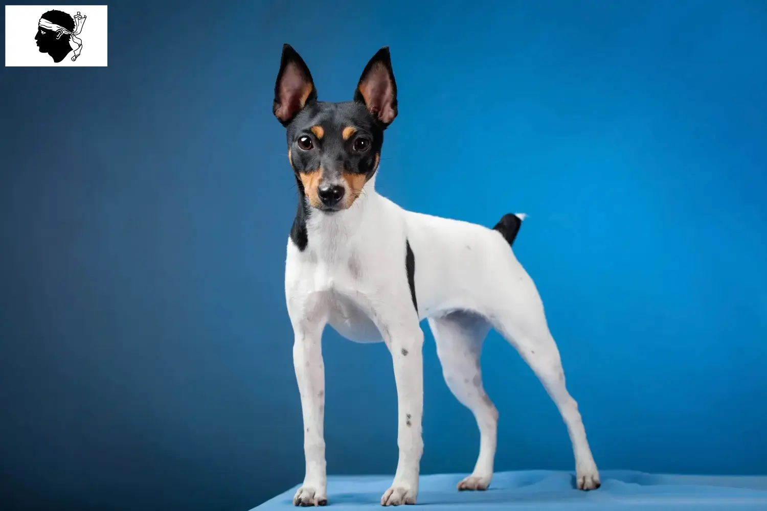 Read more about the article American Toy Terrier breeders and puppies in Corsica