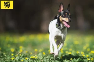 Read more about the article American Toy Terrier breeders and puppies in Flanders