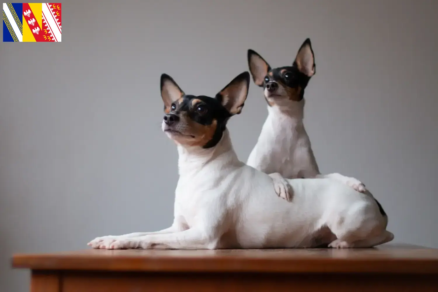 Read more about the article American Toy Terrier breeders and puppies in Grand Est