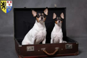 Read more about the article American Toy Terrier breeders and puppies in Hauts-de-France
