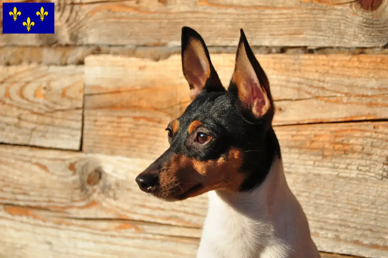 Read more about the article American Toy Terrier breeders and puppies in Île-de-France