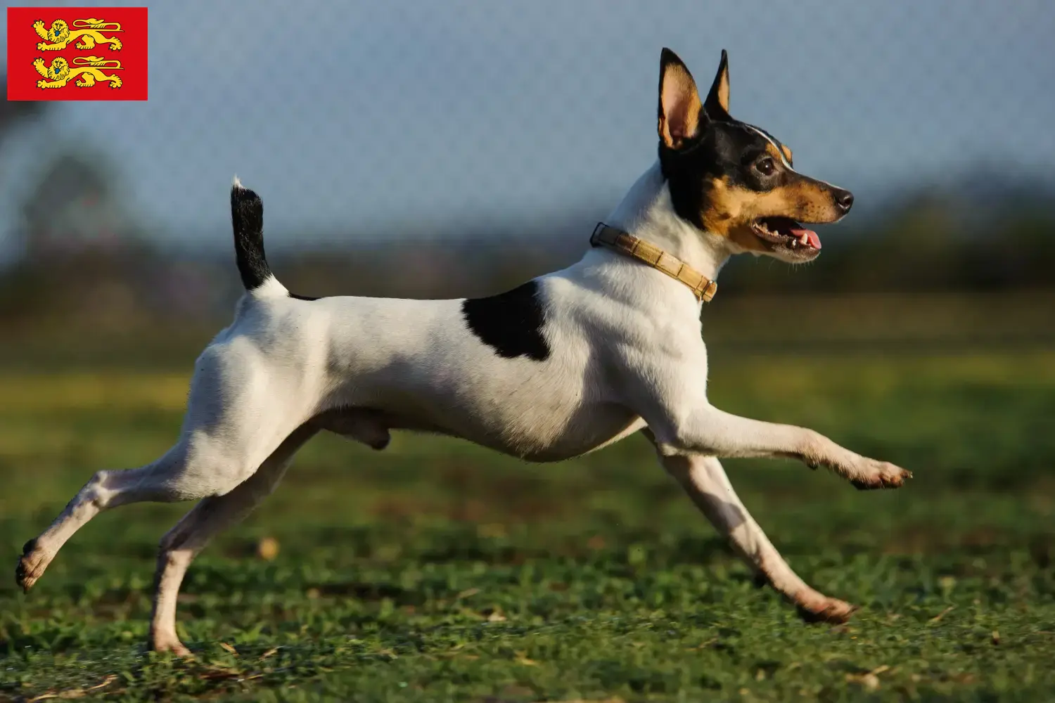 Read more about the article American Toy Terrier breeders and puppies in Normandy