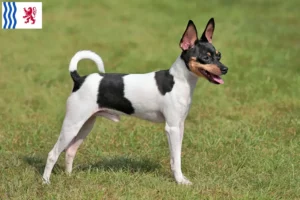 Read more about the article American Toy Terrier breeders and puppies in Nouvelle-Aquitaine