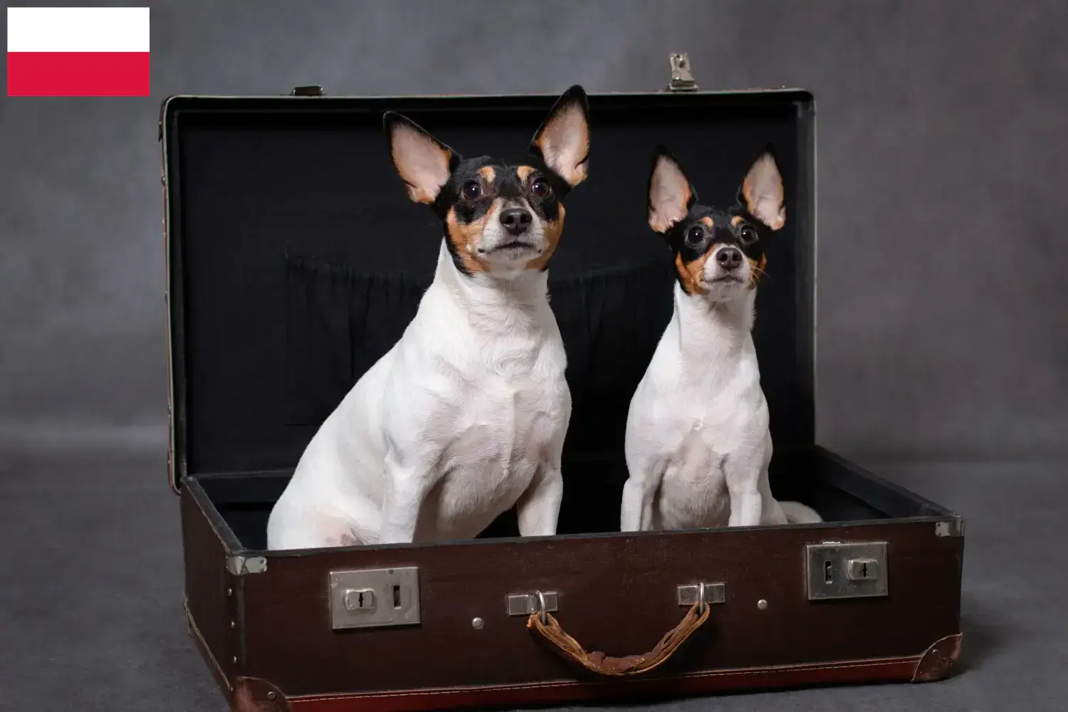 Read more about the article American Toy Terrier breeders and puppies in Poland
