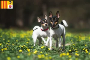 Read more about the article American Toy Terrier breeders and puppies in Provence-Alpes-Côte d’Azur