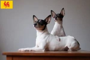 Read more about the article American Toy Terrier breeders and puppies in Walloon Region