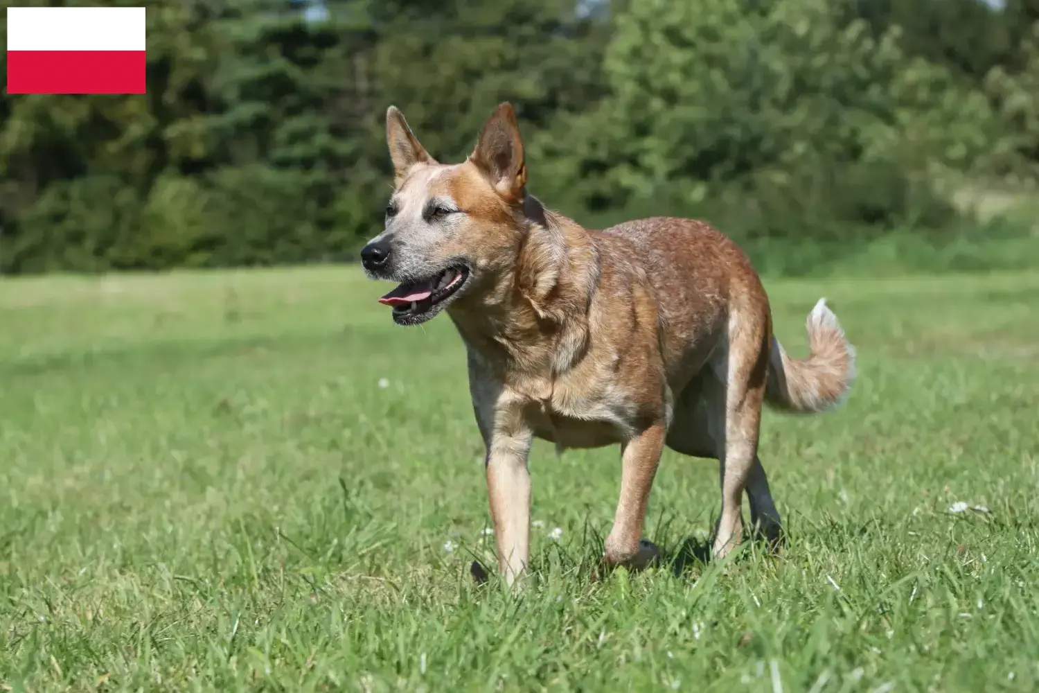 Read more about the article Australian Cattle Dog breeders and puppies in Poland