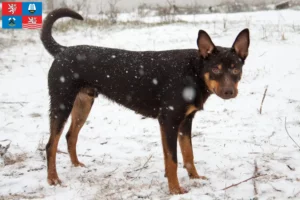 Read more about the article Australian Kelpie breeder and puppies in Karlsbad