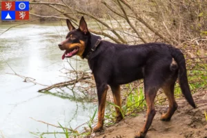 Read more about the article Australian Kelpie breeder and puppies in Liberec