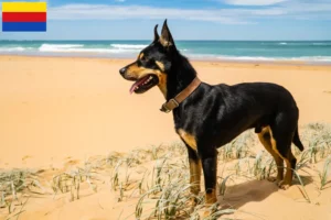 Read more about the article Australian Kelpie breeders and puppies in North Holland