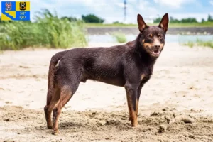 Read more about the article Australian Kelpie breeder and puppies in Olomouc