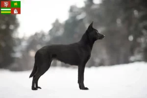 Read more about the article Australian Kelpie breeder and puppies in Pilsen