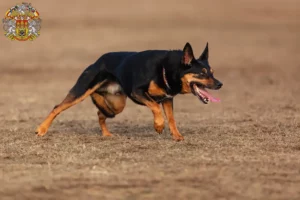 Read more about the article Australian Kelpie breeders and puppies in Prague