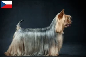 Read more about the article Australian Silky Terrier breeders and puppies in the Czech Republic