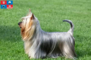 Read more about the article Australian Silky Terrier breeder and puppies in Karlsbad
