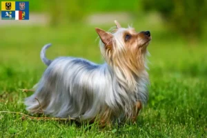 Read more about the article Australian Silky Terrier breeders and puppies in Moravia-Silesia