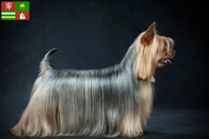 Read more about the article Australian Silky Terrier breeders and puppies in Pilsen