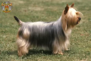 Read more about the article Australian Silky Terrier breeders and puppies in Prague