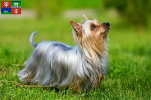 Read more about the article Australian Silky Terrier breeders and puppies in Ústí