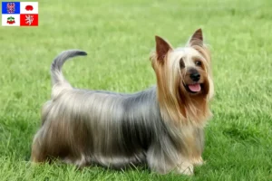 Read more about the article Australian Silky Terrier breeders and puppies in Vysočina