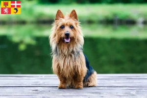 Read more about the article Australian Terrier breeders and puppies in Auvergne-Rhône-Alpes