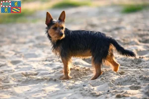 Read more about the article Australian Terrier breeders and puppies in Bourgogne-Franche-Comté