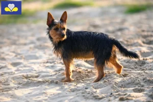 Read more about the article Australian Terrier breeders and puppies in Brussels-Capital Region