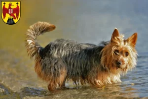 Read more about the article Australian Terrier breeders and puppies in Burgenland