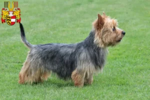 Read more about the article Australian Terrier breeders and puppies in Carinthia