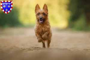 Read more about the article Australian Terrier breeders and puppies in Centre-Val de Loire