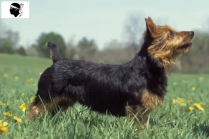 Read more about the article Australian Terrier breeders and puppies in Corsica