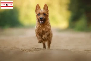 Read more about the article Australian Terrier breeders and puppies in Drenthe