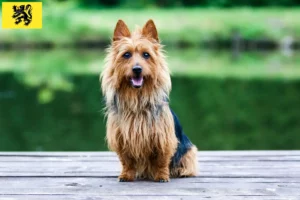 Read more about the article Australian Terrier breeders and puppies in Flanders