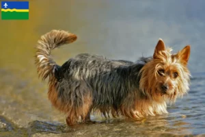 Read more about the article Australian Terrier breeders and puppies in Flevoland