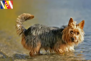 Read more about the article Australian Terrier breeders and puppies in Grand Est