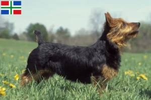 Read more about the article Australian Terrier breeders and puppies in Groningen