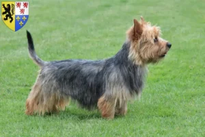 Read more about the article Australian Terrier breeders and puppies in Hauts-de-France