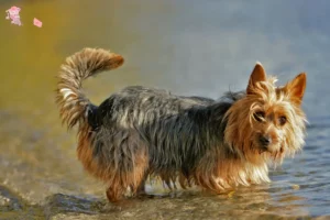 Read more about the article Australian Terrier breeders and puppies in Hovedstaden