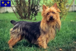 Read more about the article Australian Terrier breeders and puppies in Île-de-France