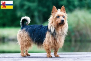 Read more about the article Australian Terrier breeders and puppies in Limburg