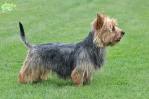 Read more about the article Australian Terrier breeders and puppies in Midtjylland