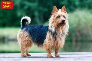 Read more about the article Australian Terrier breeders and puppies in Normandy