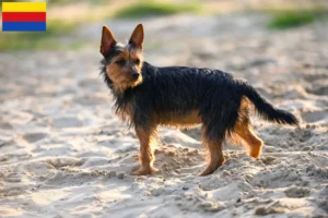 Read more about the article Australian Terrier breeders and puppies in North Holland