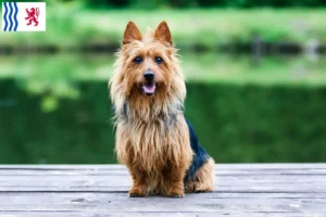 Read more about the article Australian Terrier breeders and puppies in Nouvelle-Aquitaine