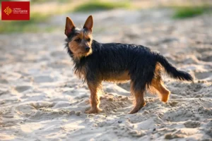 Read more about the article Australian Terrier breeders and puppies in Occitania