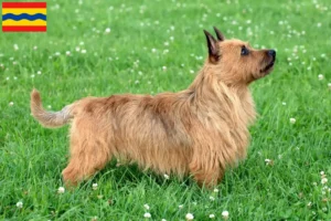 Read more about the article Australian Terrier breeders and puppies in Overijssel