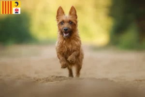 Read more about the article Australian Terrier breeders and puppies in Provence-Alpes-Côte d’Azur